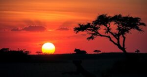 A tranquil African safari scene with a vast landscape, setting sun, and a silhouette of a lioness in the distance.